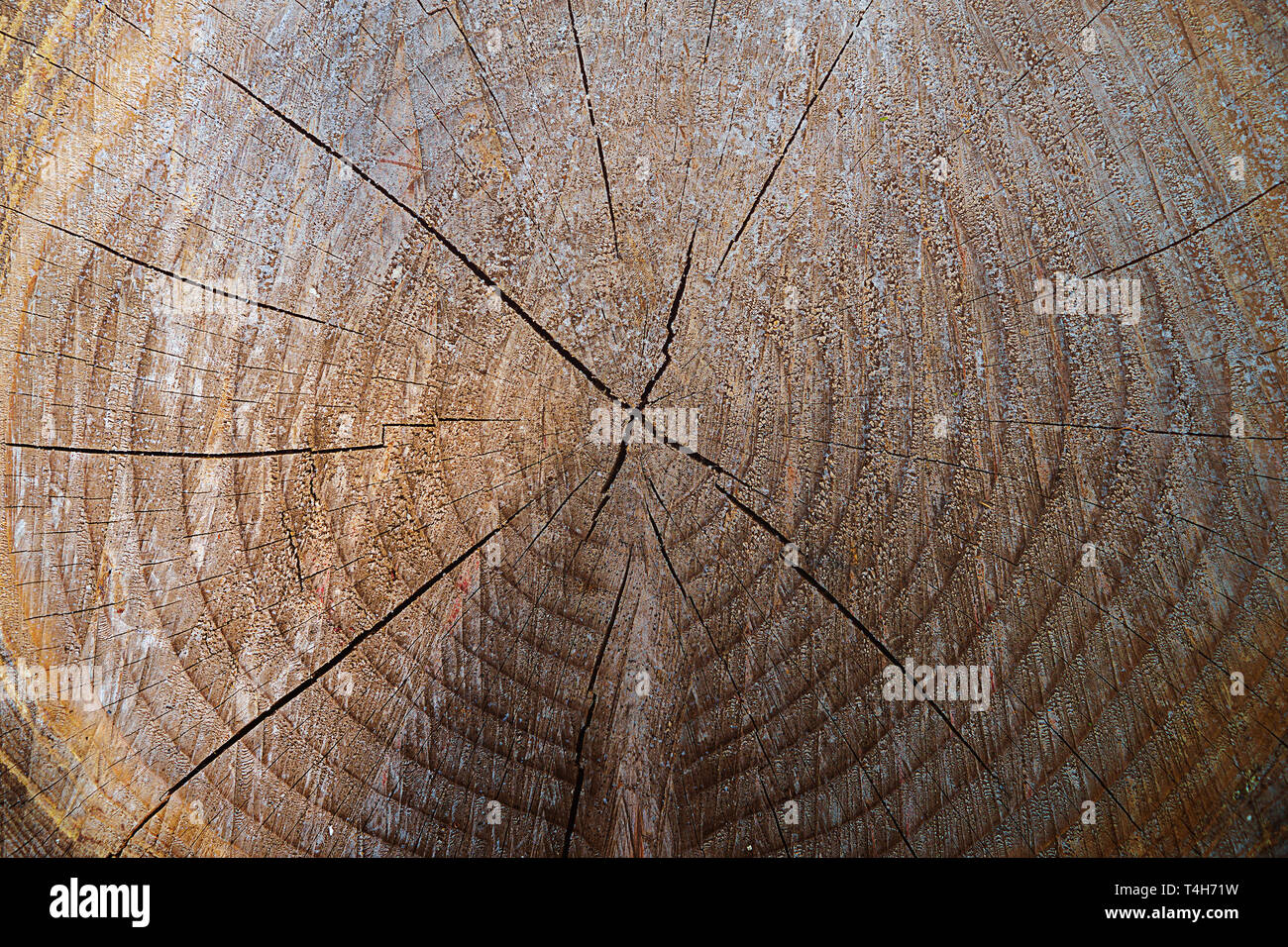 Holz Textur als Hintergrund mit runden unten geschnitten Baum und Jahresringe. Stockfoto