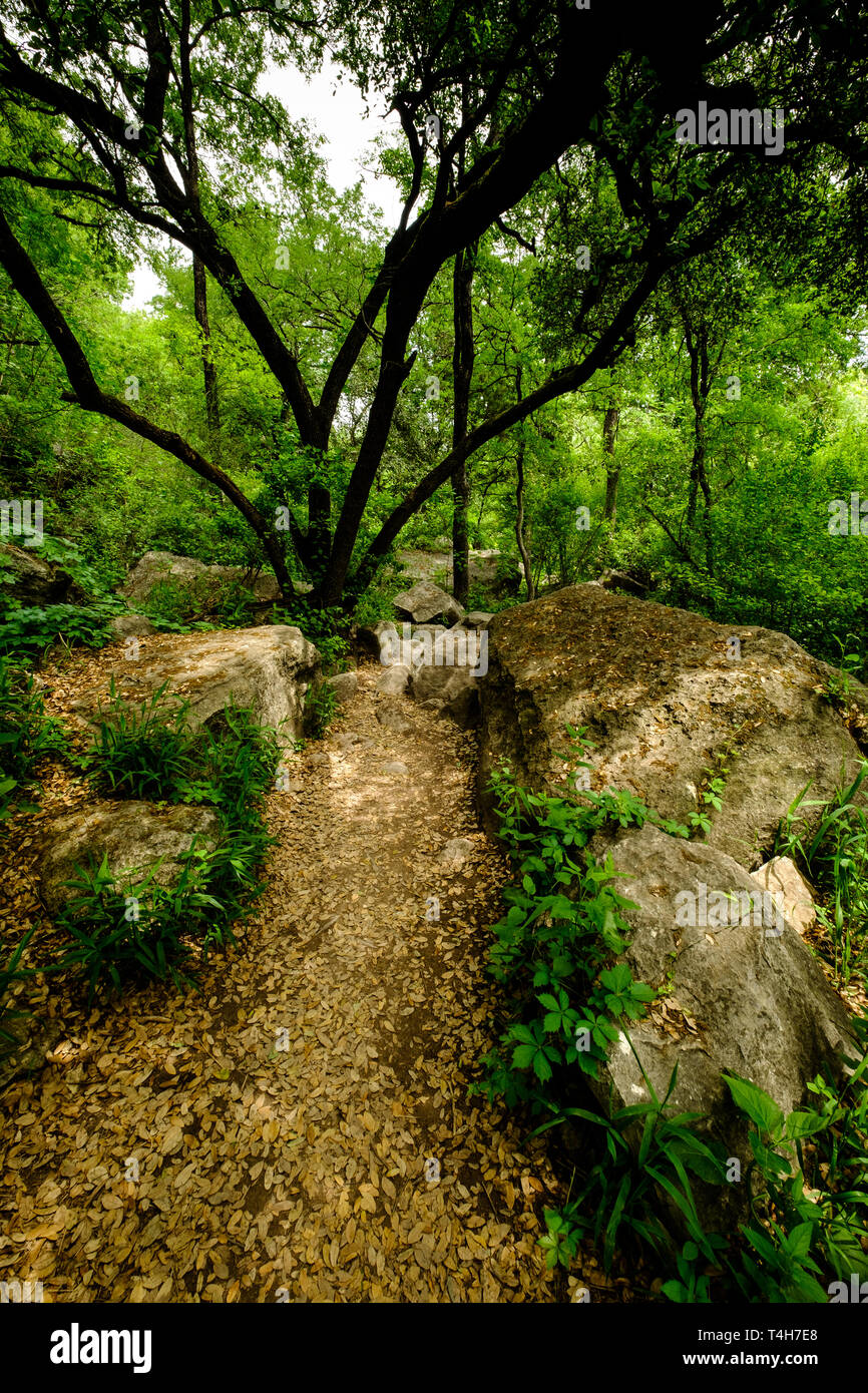 Barton Creek Greenbelt, in der Nähe von Austin, Texas Stockfoto