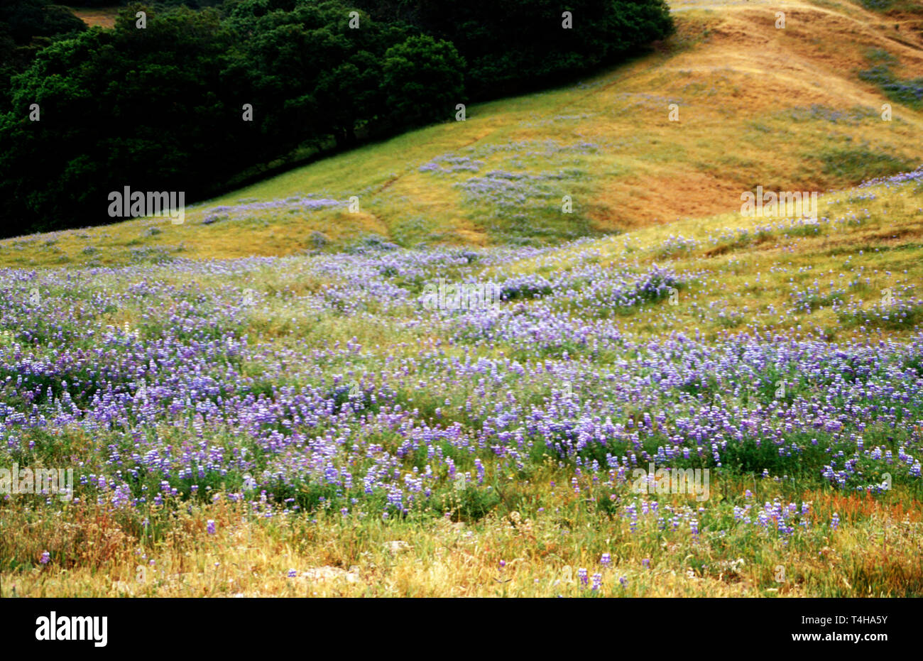 Monterey California, County Highway 68 wild blaue Haube Blumen CA046, Besucher Reise Reise Reise Tourismus Wahrzeichen Kultur cultura Stockfoto