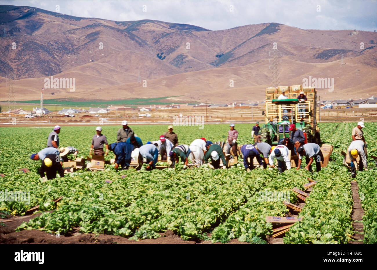 Monterey California, County Salinas Valley Region genannt Salad Bowl of America Farmarbeiter, Mitarbeiter, arbeiten, arbeiten, Server Mitarbeiter Mitarbeiter Arbeitnehmer wo Stockfoto