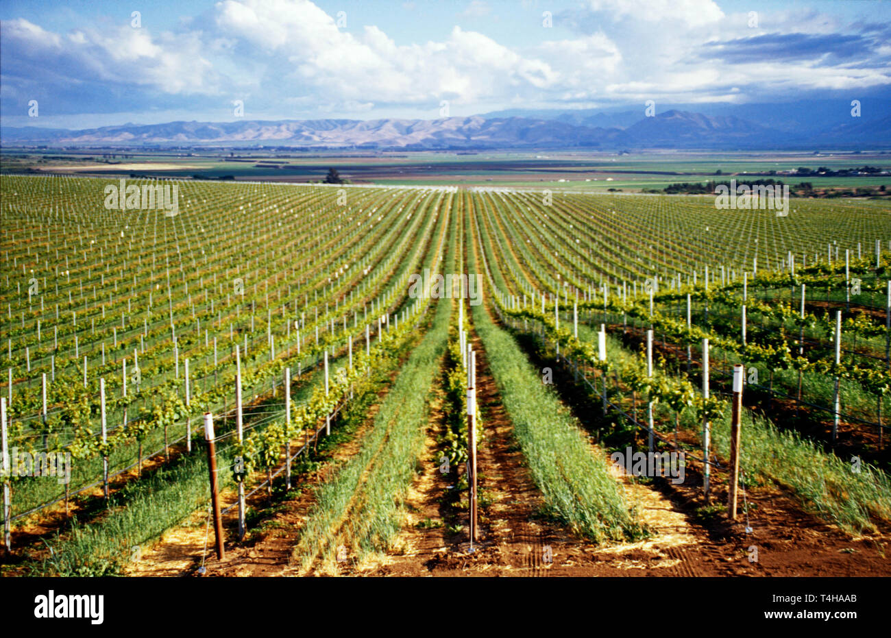 Blick auf die Weinberge von Monterey California, County Soledad vom Highway 146 Salinas Valley, Weinanbaugebiete von Weinreben Stockfoto