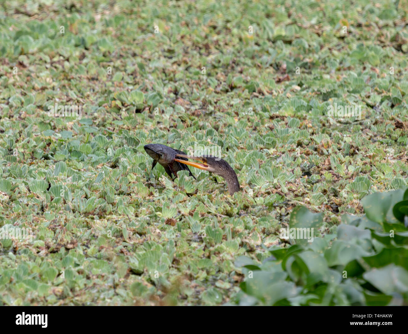 Die anhinga schwimmt unter Wasser, bis es Fänge Beute, die es bringt unter der Sumpfpflanzen zu essen. Stockfoto