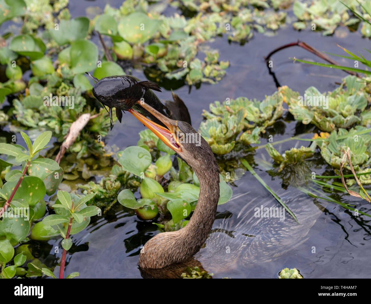 Zeit für einen Imbiss, da dieser Anhinga ergreift einen großen Wels aus dem Sumpf Stockfoto