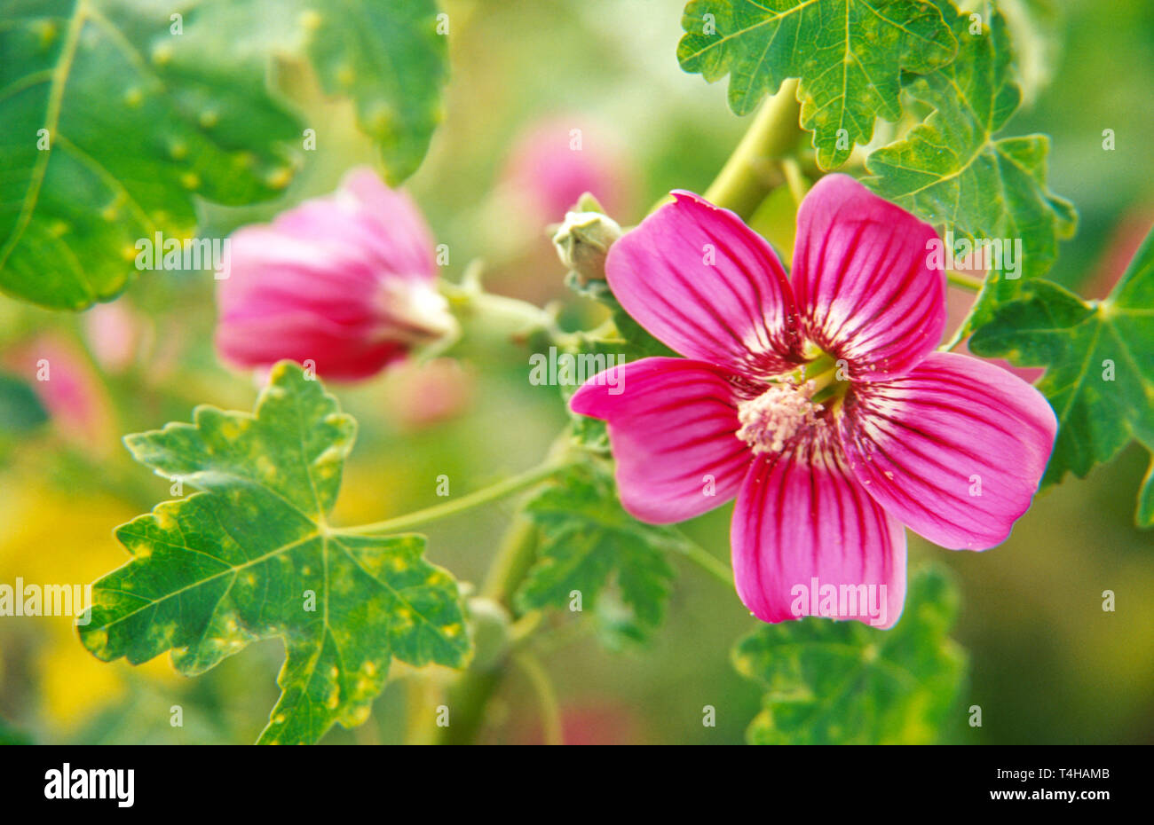 Kalifornien, Südkalifornien, Pazifik, Ventura, Channel Island National Park, Bundesland, Natur, Natur, Landschaft, Landschaft, historische Erhaltung, Publ Stockfoto