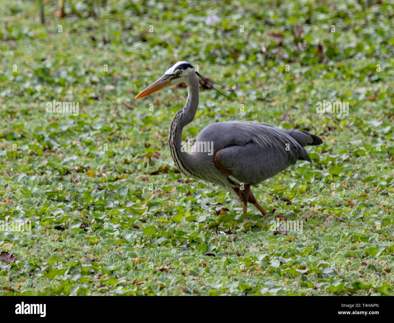 Great Blue Heron zu Fuß durch die Sümpfe entlang der La Chua Trail in Gainesville, Florida Stockfoto