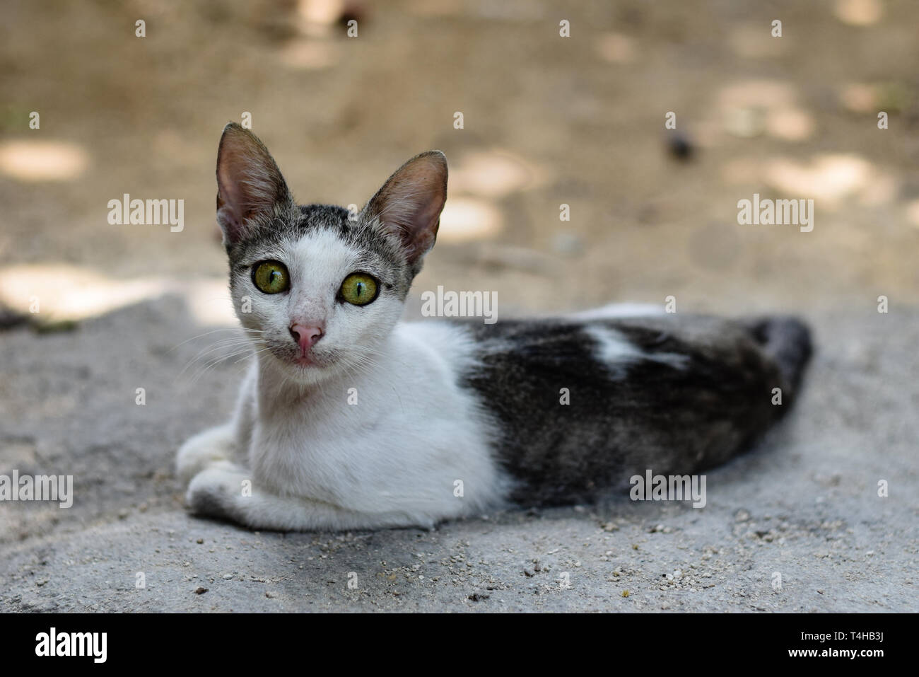 Geheimnisvolle Katze mit durchdringenden Blick und grüne Augen Stockfoto