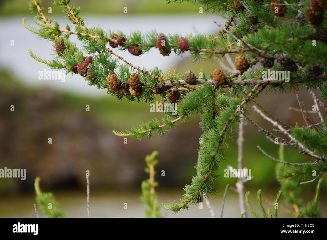 Mini Kegel in Island Stockfoto