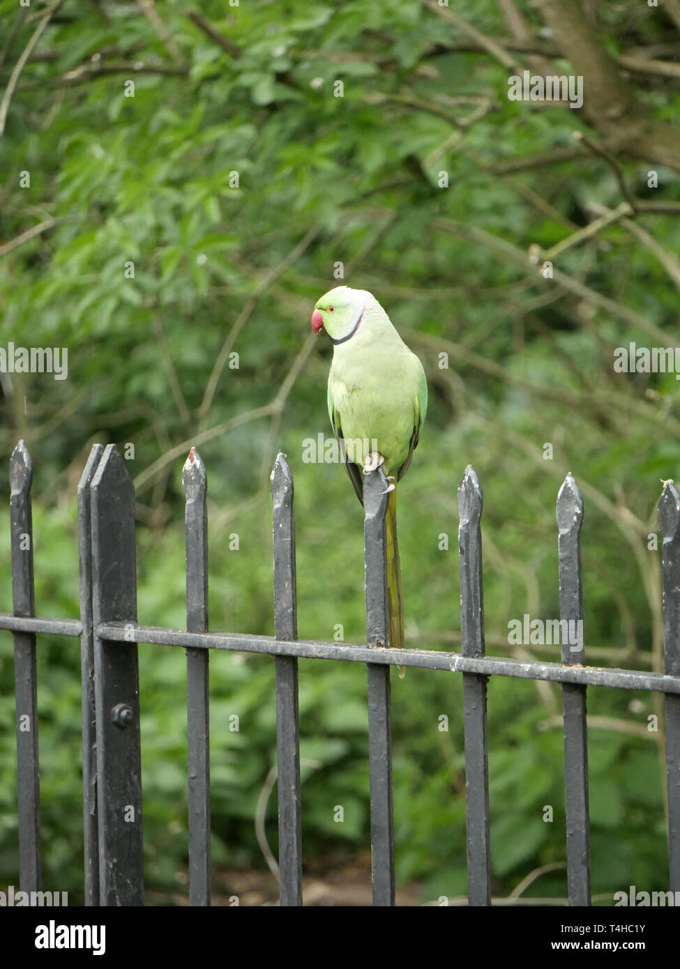 Grüne necked Parakeet - Psittacula Krameri am Geländer im Hyde Park, London UK gehockt Stockfoto