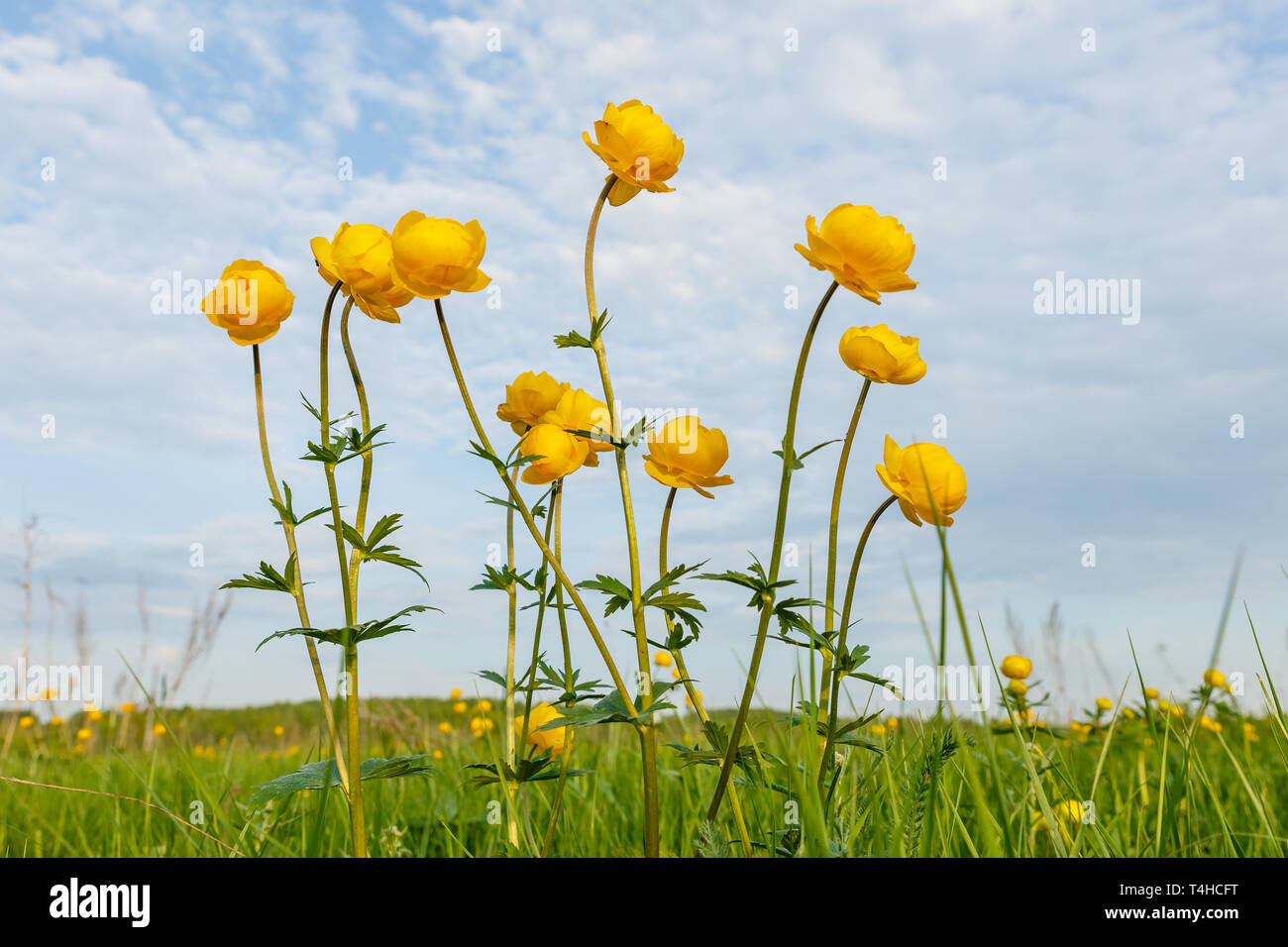 Trollius europaeus, globeflower, Schöne gelbe Globeflowers europäischen Ranunculaceae. Blume auf der Roten Liste. Stockfoto