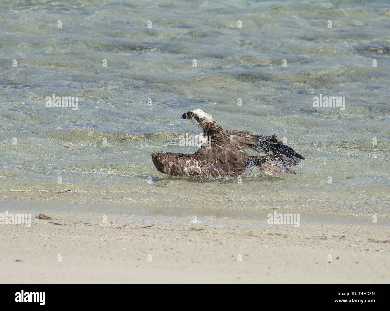 Fischadler, Pandion haliaetus, waschen in flachen Gewässern, Hamata, Rotes Meer, Ägypten Stockfoto