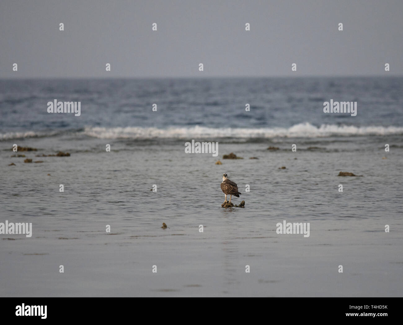 Fischadler, Pandion haliaetus, standen von flachen Gewässern, Hamata, Rotes Meer, Ägypten Stockfoto