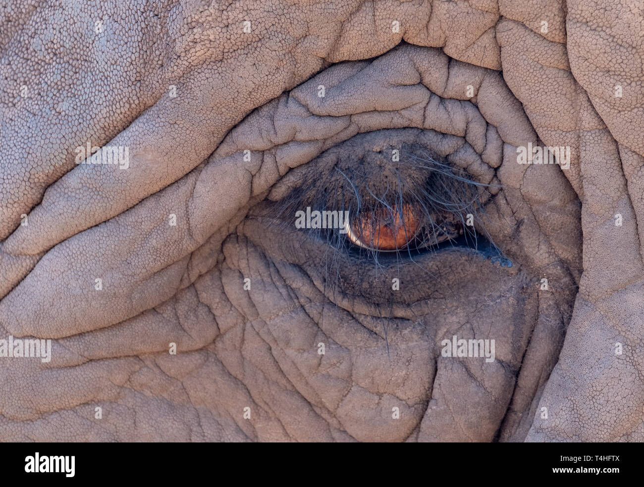 Nahaufnahme eines Auge eines Afrikanischen Elefanten, in Knysna Elephant Park an der Garden Route, Western Cape, Südafrika fotografiert. Stockfoto