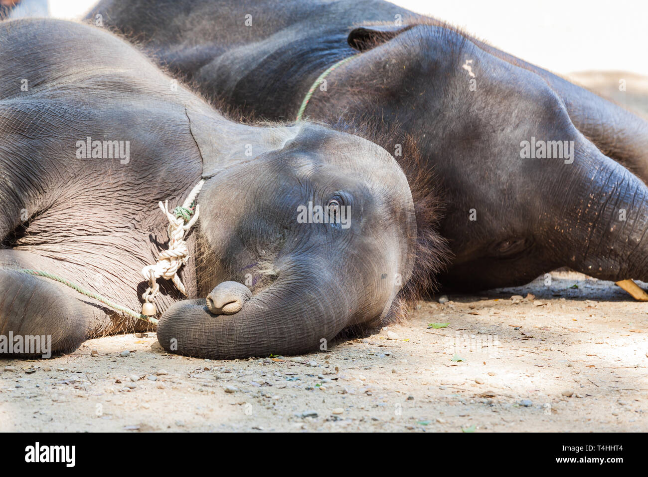 Zwei Elefanten liegen auf seiner Seite. Stockfoto