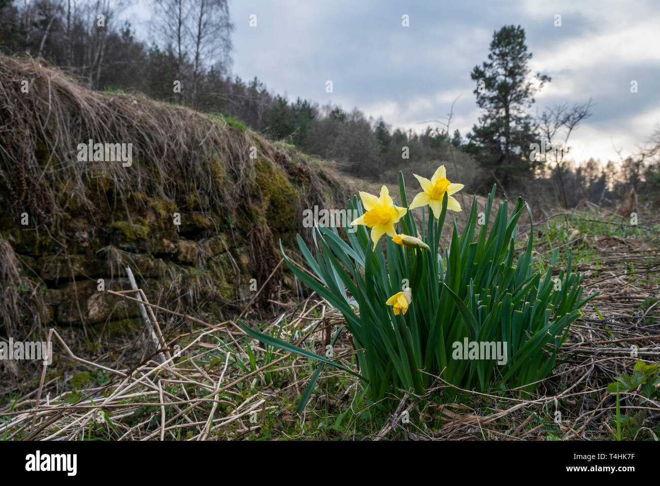 Wilden Narzissen, Narzisse Jonquilla in Bieszczady, östlichen Karpatenvorland, Polen. Stockfoto