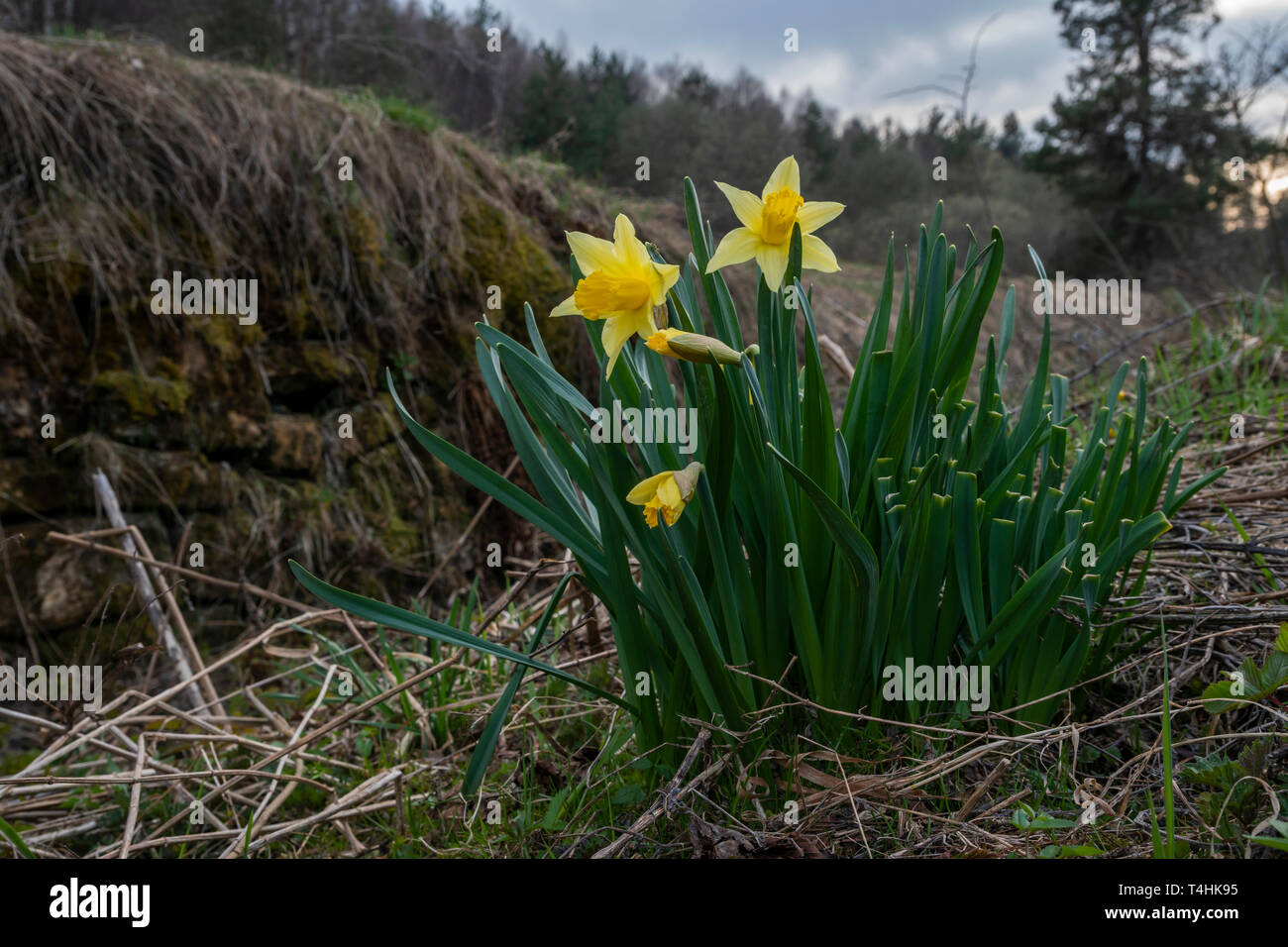 Wilden Narzissen, Narzisse Jonquilla in Bieszczady, östlichen Karpatenvorland, Polen. Stockfoto
