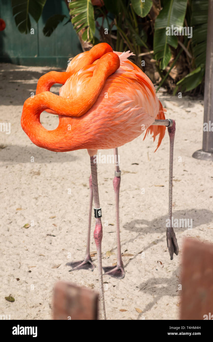 Karibik Flamingo auf öffentliche Anzeige in Seaworld in Orlando. Stockfoto