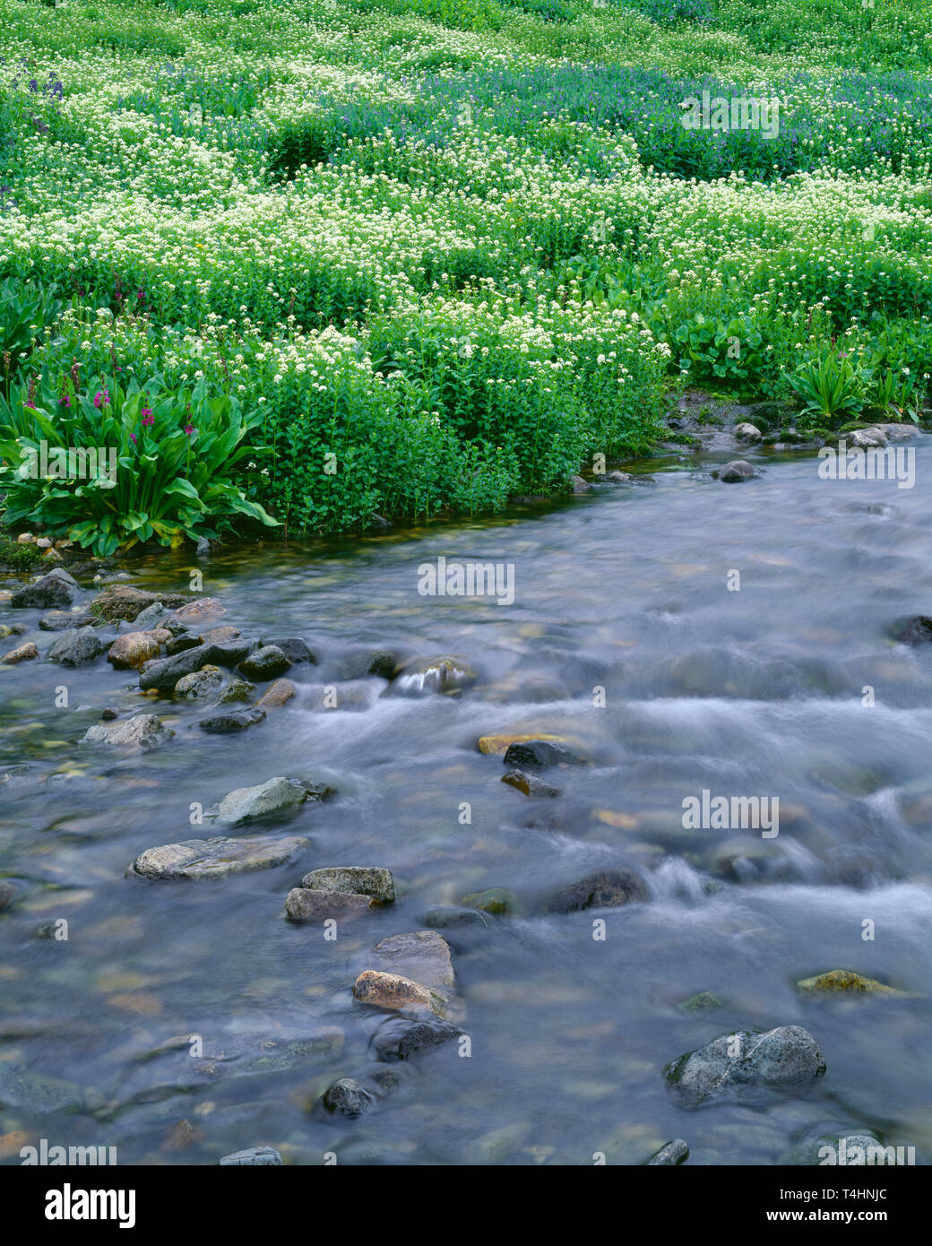 USA, Colorado, San Juan Berge, Bittercress, Glockenblumen und Abwehr von Primel Blüte entlang Quellgebiet der See Gabel Gunnison River in der amerikanischen Becken. Stockfoto