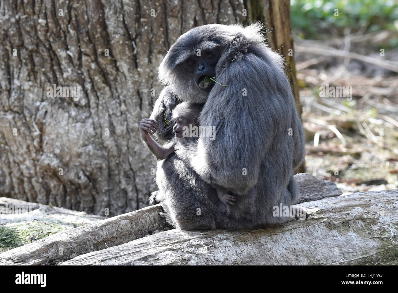 Zlin, Tschechische Republik. 17 Apr, 2019. ZOO Zlin präsentiert Silbrig Gibbon (Hylobates moloch) Cub (Baby) in Zlin, Tschechische Republik, 17. April 2019. Credit: Dalibor Gluck/CTK Photo/Alamy leben Nachrichten Stockfoto