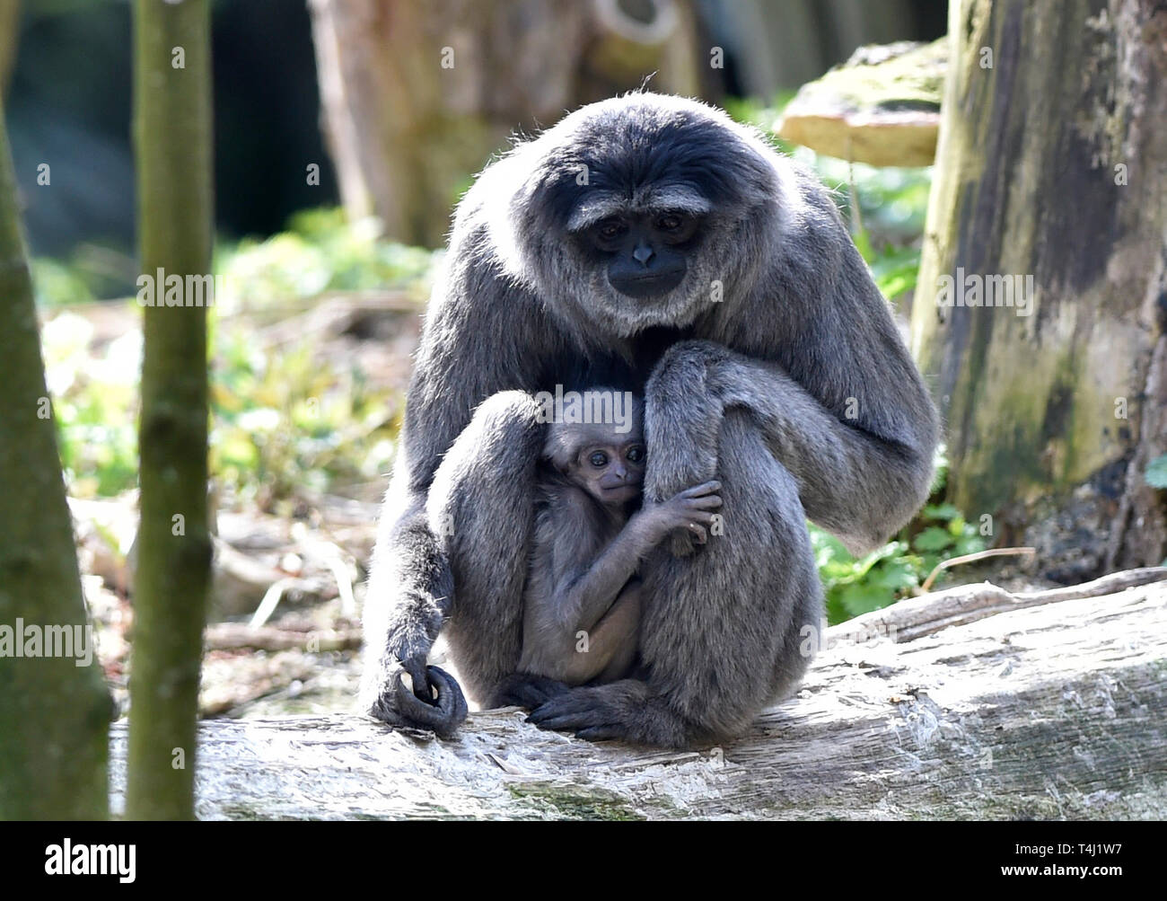 Zlin, Tschechische Republik. 17 Apr, 2019. ZOO Zlin präsentiert Silbrig Gibbon (Hylobates moloch) Cub (Baby) in Zlin, Tschechische Republik, 17. April 2019. Credit: Dalibor Gluck/CTK Photo/Alamy leben Nachrichten Stockfoto