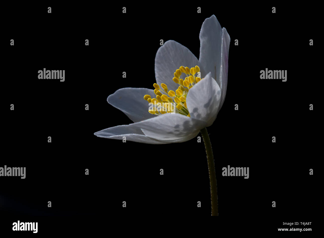 Buschwindröschen, Anemone officinalis, ist eine der ersten Blumen im Frühling, Wales Stockfoto