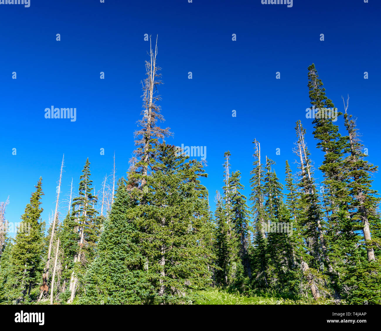Hohen grünen Pinien vor blauem Himmel/ Stockfoto