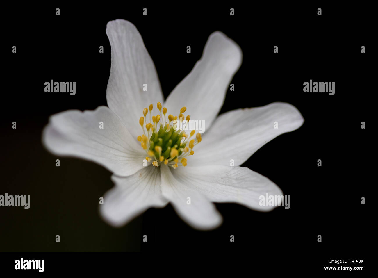Buschwindröschen, Anemone officinalis, ist eine der ersten Blumen im Frühling, Wales Stockfoto