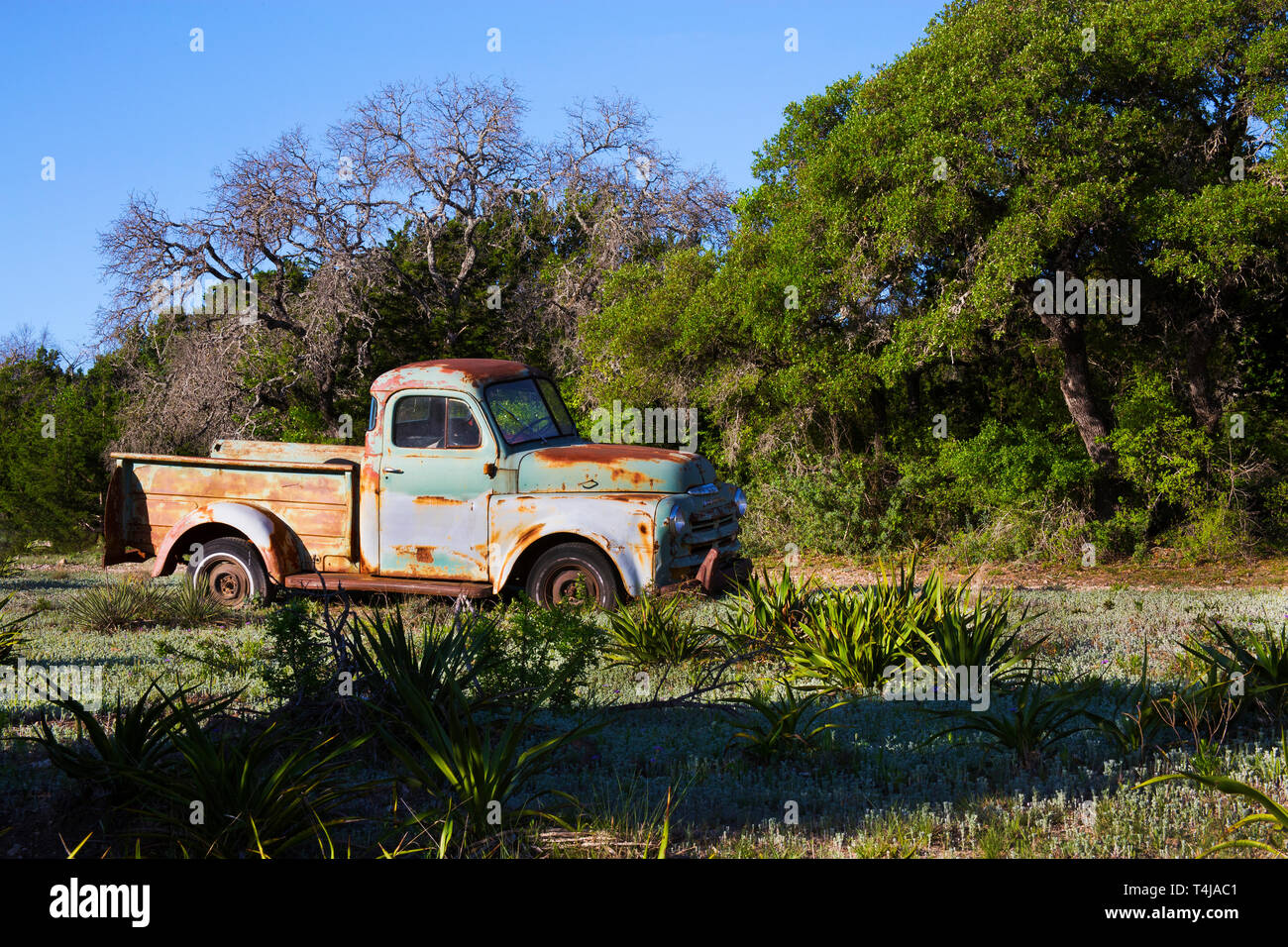 Alte Lkw in einem alten Feld in Hill Country, Texas wählen Stockfoto