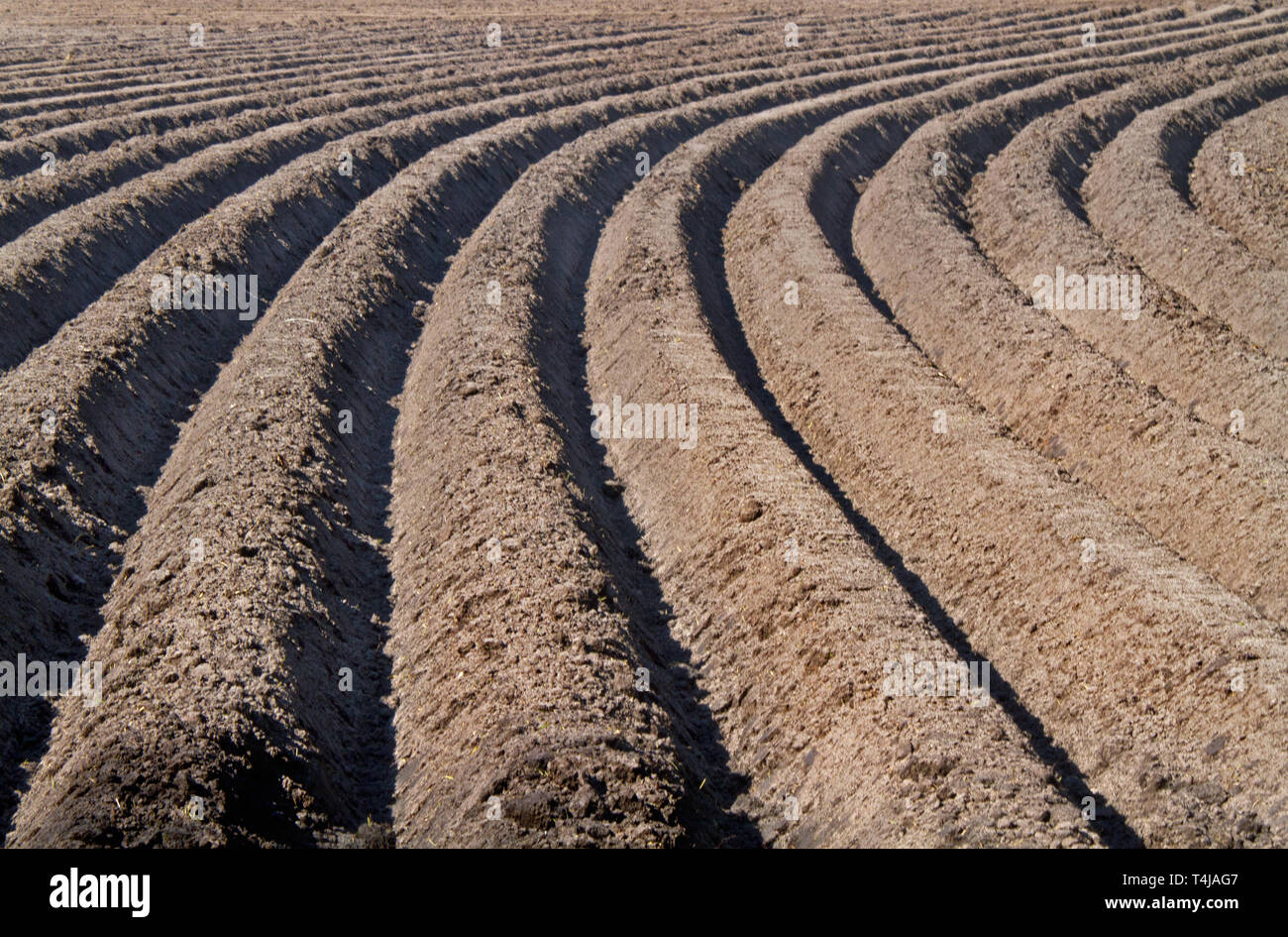 Muster der geschwungenen Bergrücken und Furchen in einem huminsäuren sandigen Feld, vorbereitet für den Anbau von Kartoffeln Stockfoto
