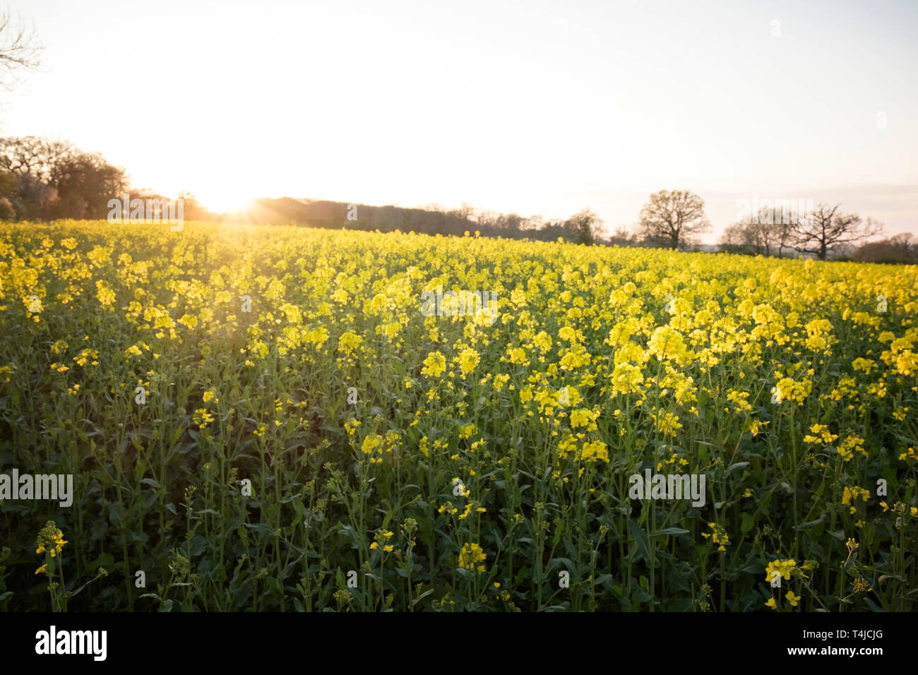 Raps Feld in der Blüte bis zu den Horizont mit niedrigen Sun Stockfoto