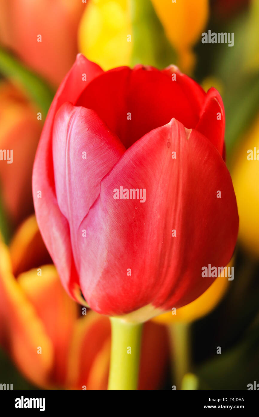 Rote Tulpe - Nahaufnahme - Vertikal. Bunte Bild Stockfoto