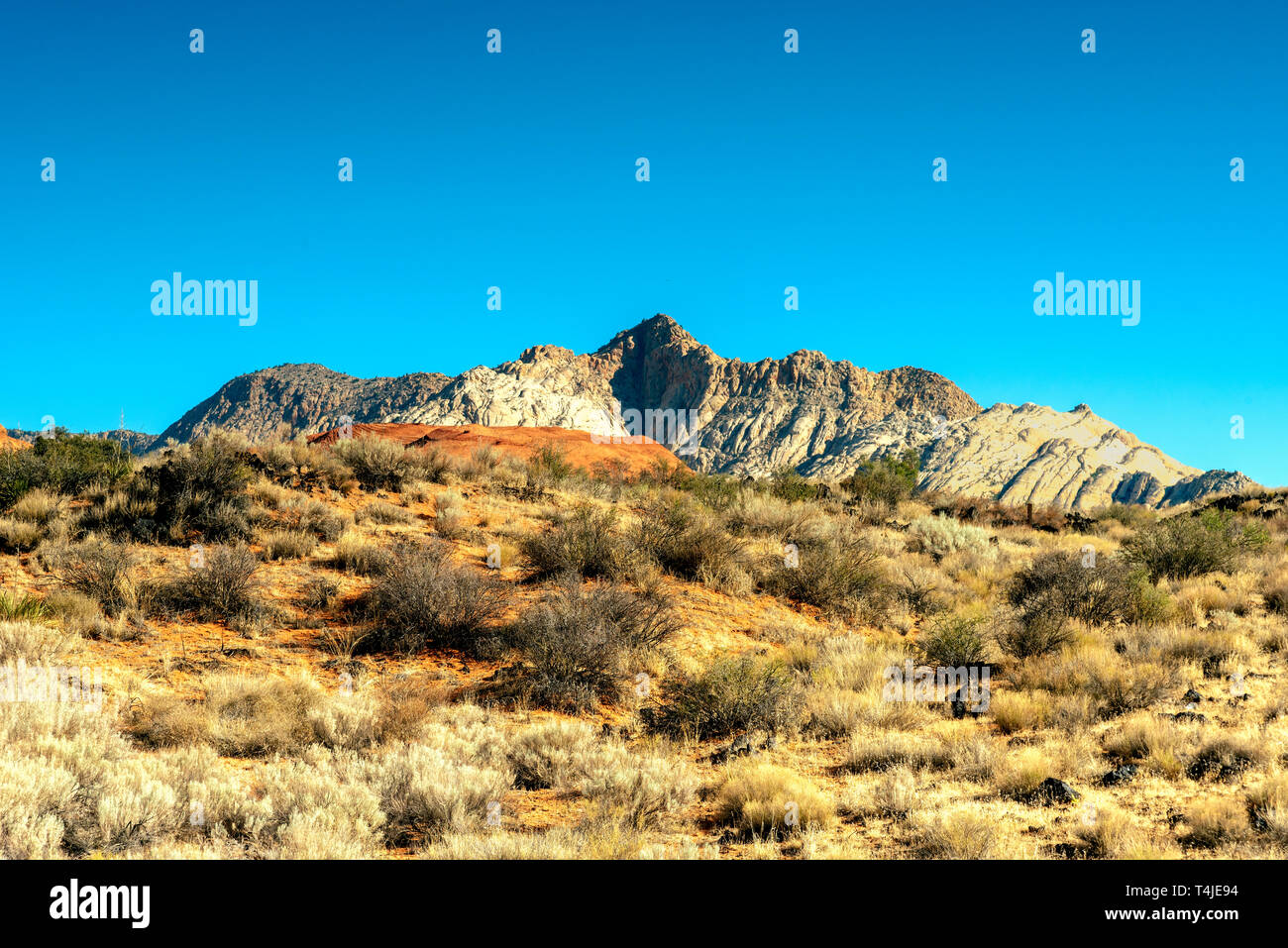 Goldene Morgenlicht auf Wüste Hang mit Pinsel und Sträucher, hohes weißes Rocky Mountain Peak unter einem strahlend blauen Himmel. Stockfoto