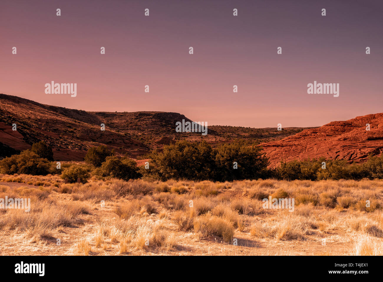 Tote wüste Büsche, tief rot felsigen Hügeln unter einer leichten violetten Himmel. Stockfoto
