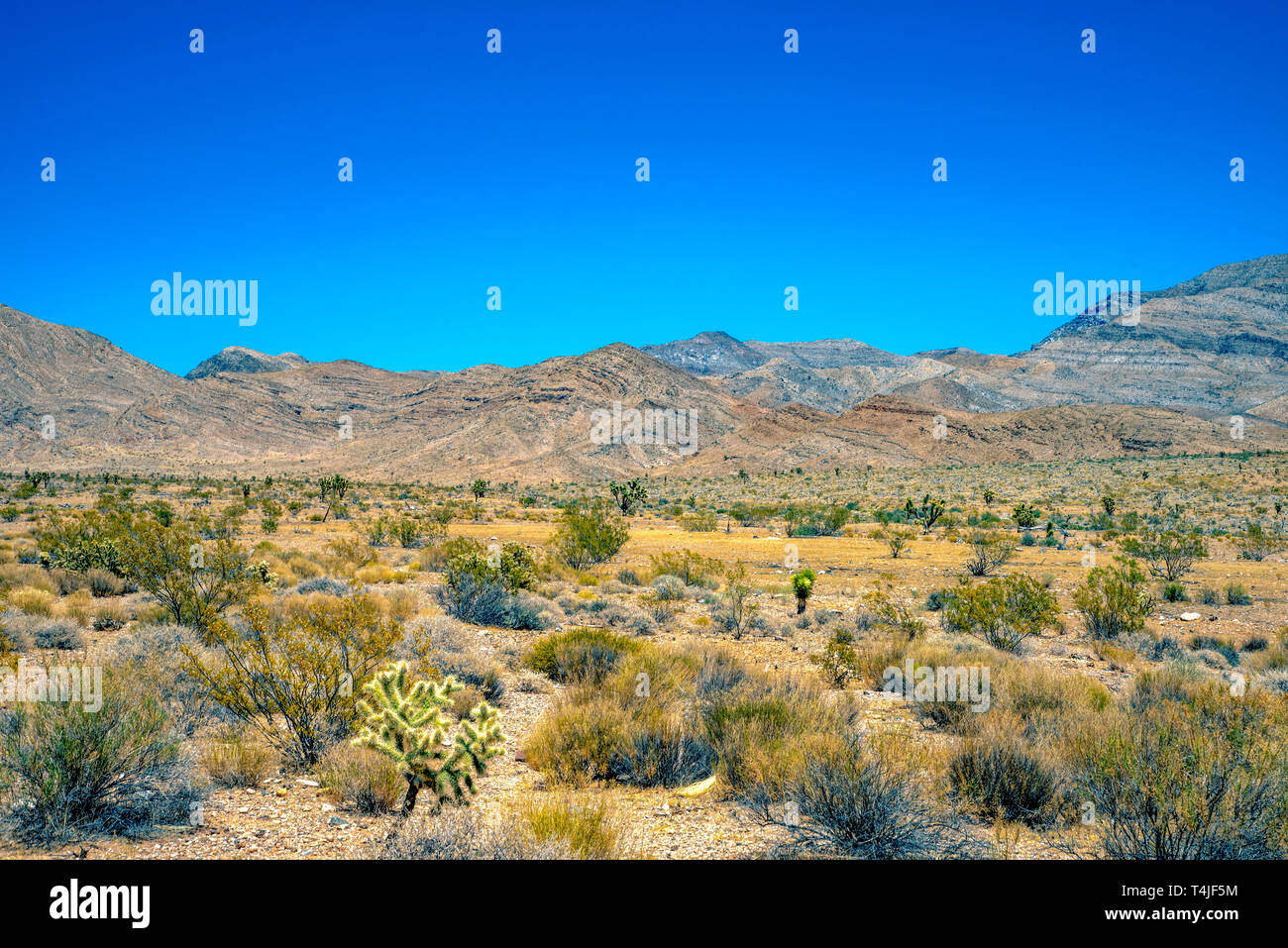Teddybär Cactus, Büsche und bürstenabdeckung Wüste Felder mit karge felsige Hügel unter einem strahlend blauen Himmel. Stockfoto