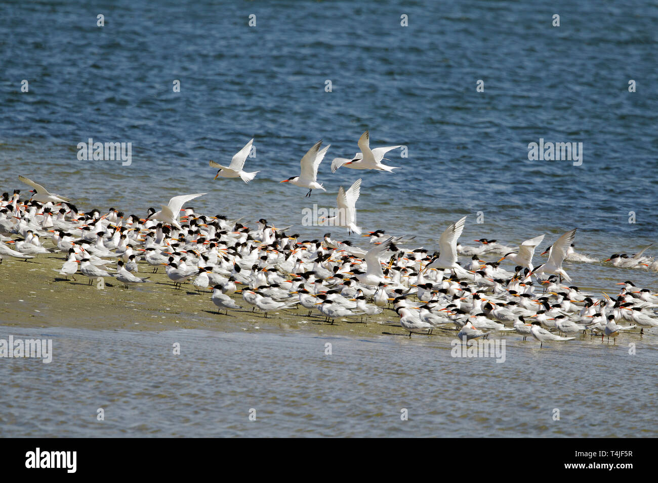 Große Herde von eleganten Seeschwalben Stockfoto