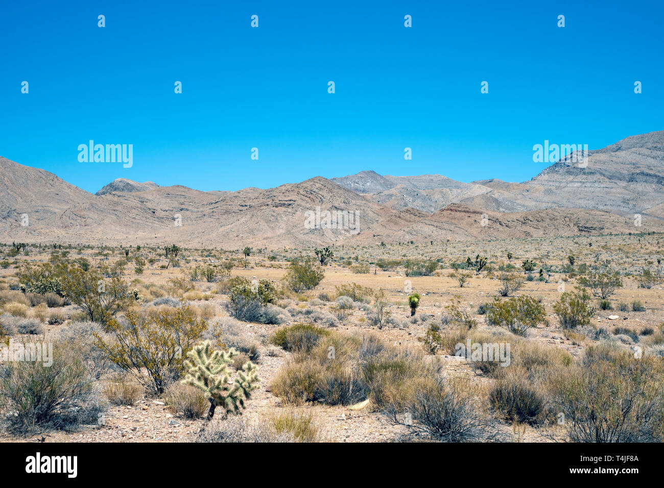 Bruch und Cactus cover die Wüste Landschaft mit kargen Berge unter einem strahlend blauen Himmel. Stockfoto