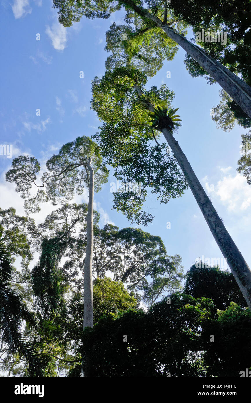 Dipterocarps in tropischen Auwald, Sabah (Borneo), Malaysia Stockfoto