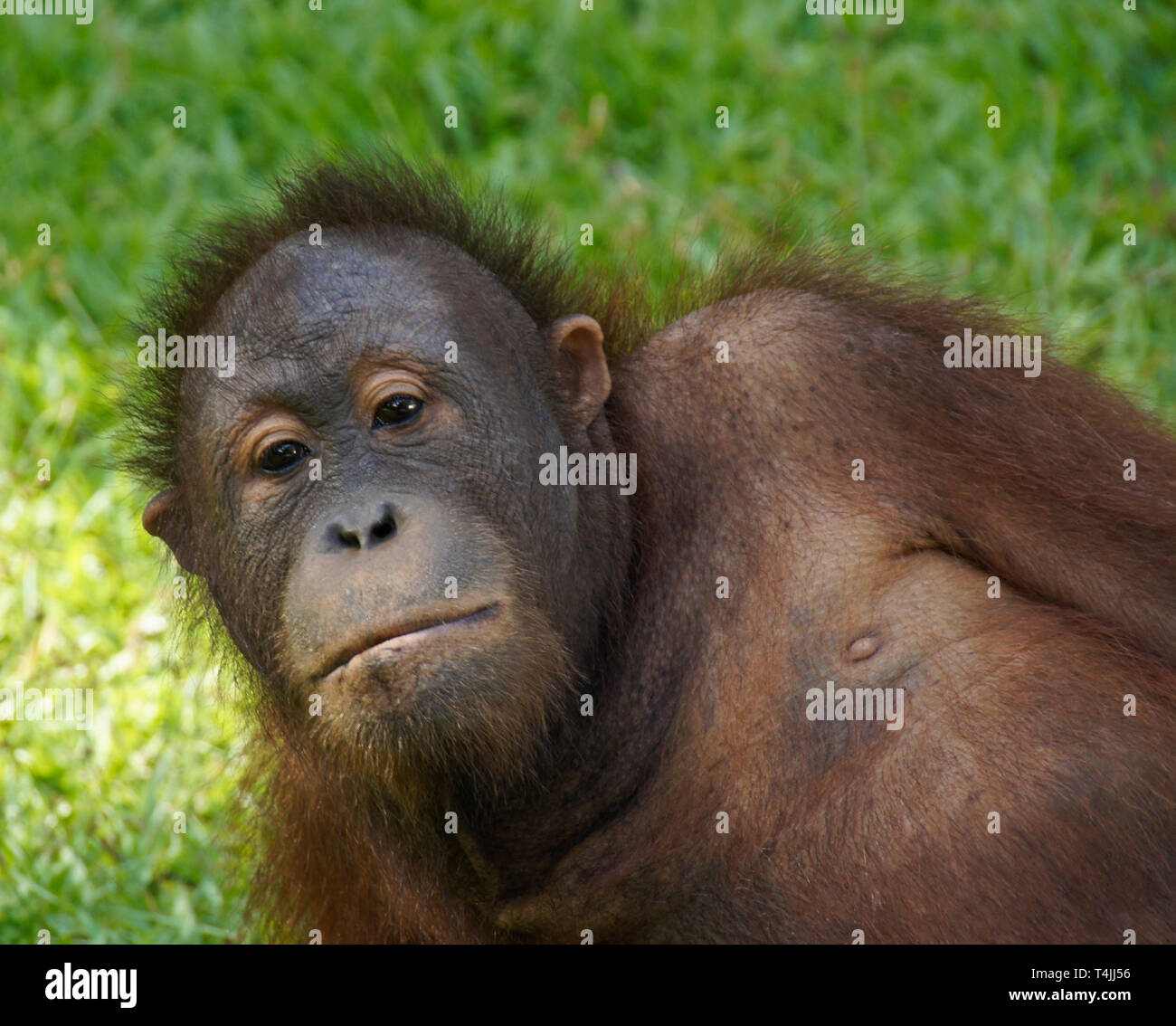 Portrait von jungen männlichen Bornesischen Orang-utan in Sepilok Orang Utan Rehabilitation Center, Sandakan, Sabah (Borneo), Malaysia Stockfoto