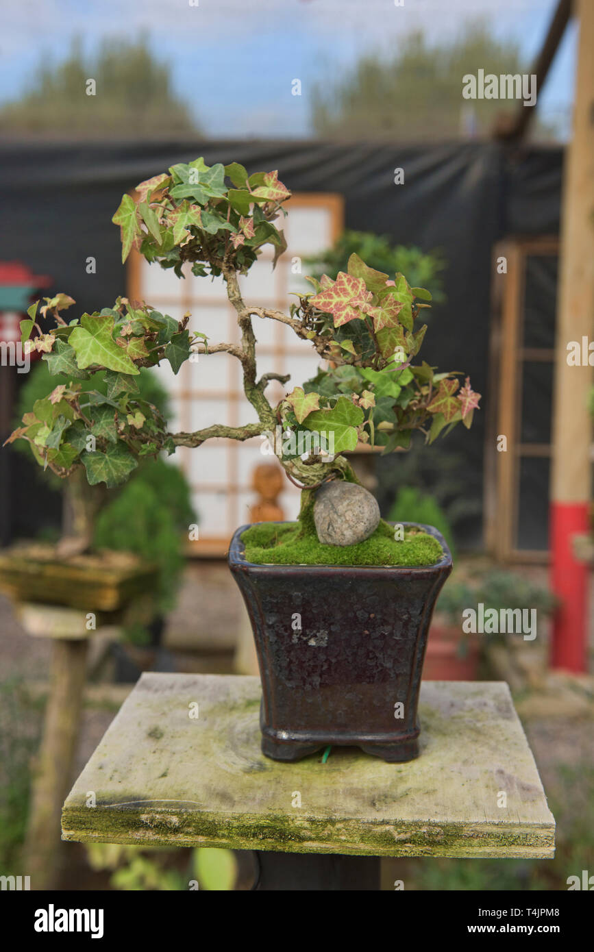 Garten Bonsai Stockfotos und bilder Kaufen Alamy