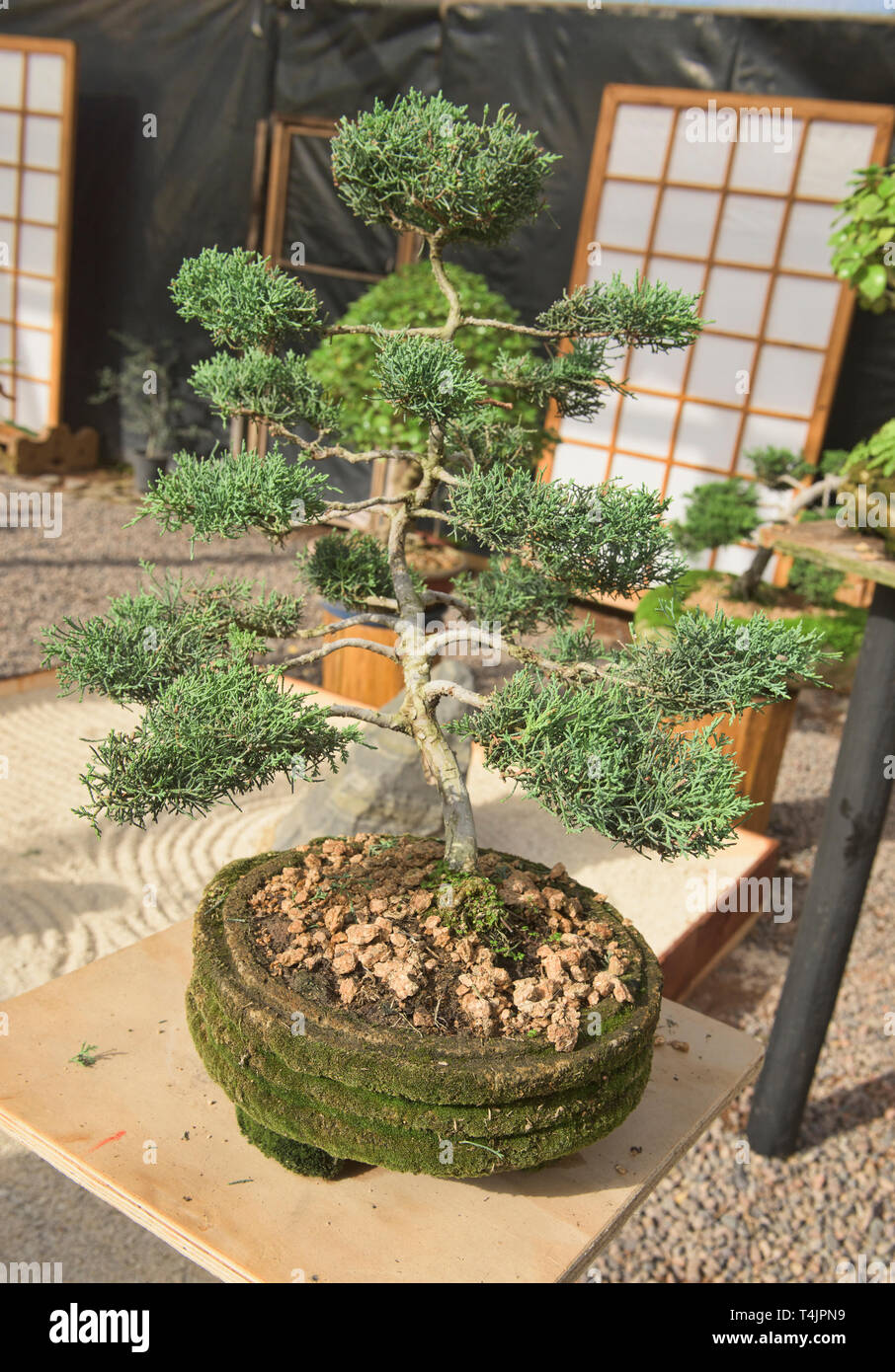 Garten Bonsai Stockfotos und bilder Kaufen Alamy