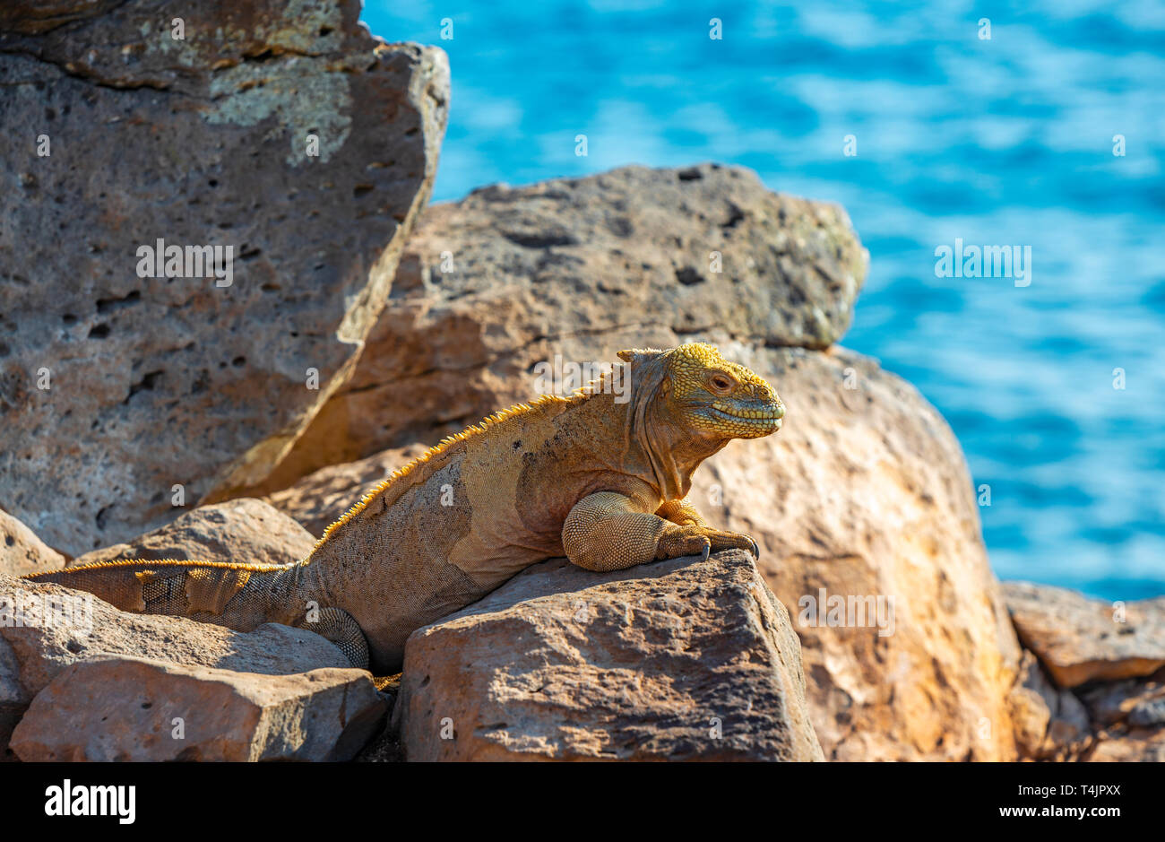 Endemische Santa Fe Land Iguana (Conolophus pallidus) auf einem Felsen entlang des Pazifischen Ozeans in Santa Fe, Galapagos Inseln nationail Park, Ecuador. Stockfoto
