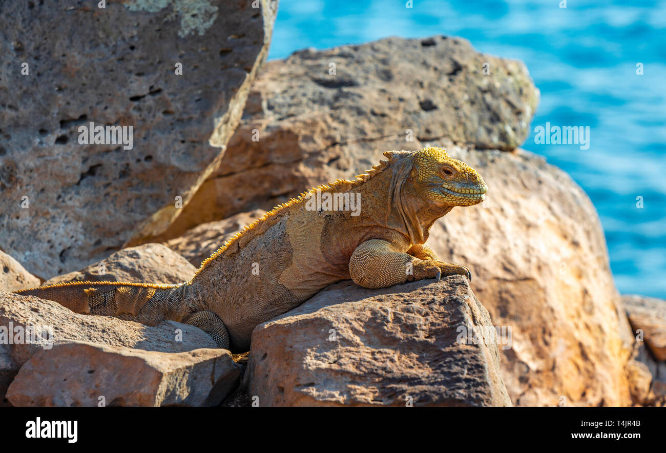 Endemische Santa Fe Land Iguana (Conolophus pallidus) in der Sonne mit dem Pazifik im Hintergrund auf Santa Fe, Galapagos, Ecuador. Stockfoto