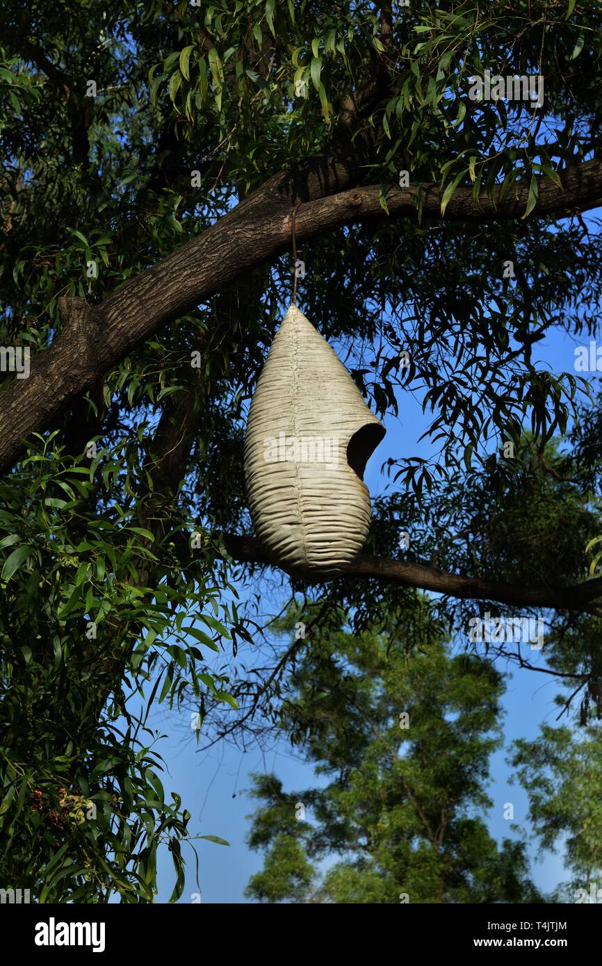 Schöner Vogel Nest im Dschungel Stockfoto