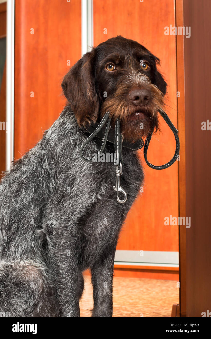Gun Dog bittet für einen Spaziergang, mit einer Leine in seine Zähne, in der Nähe der Tür Stockfoto