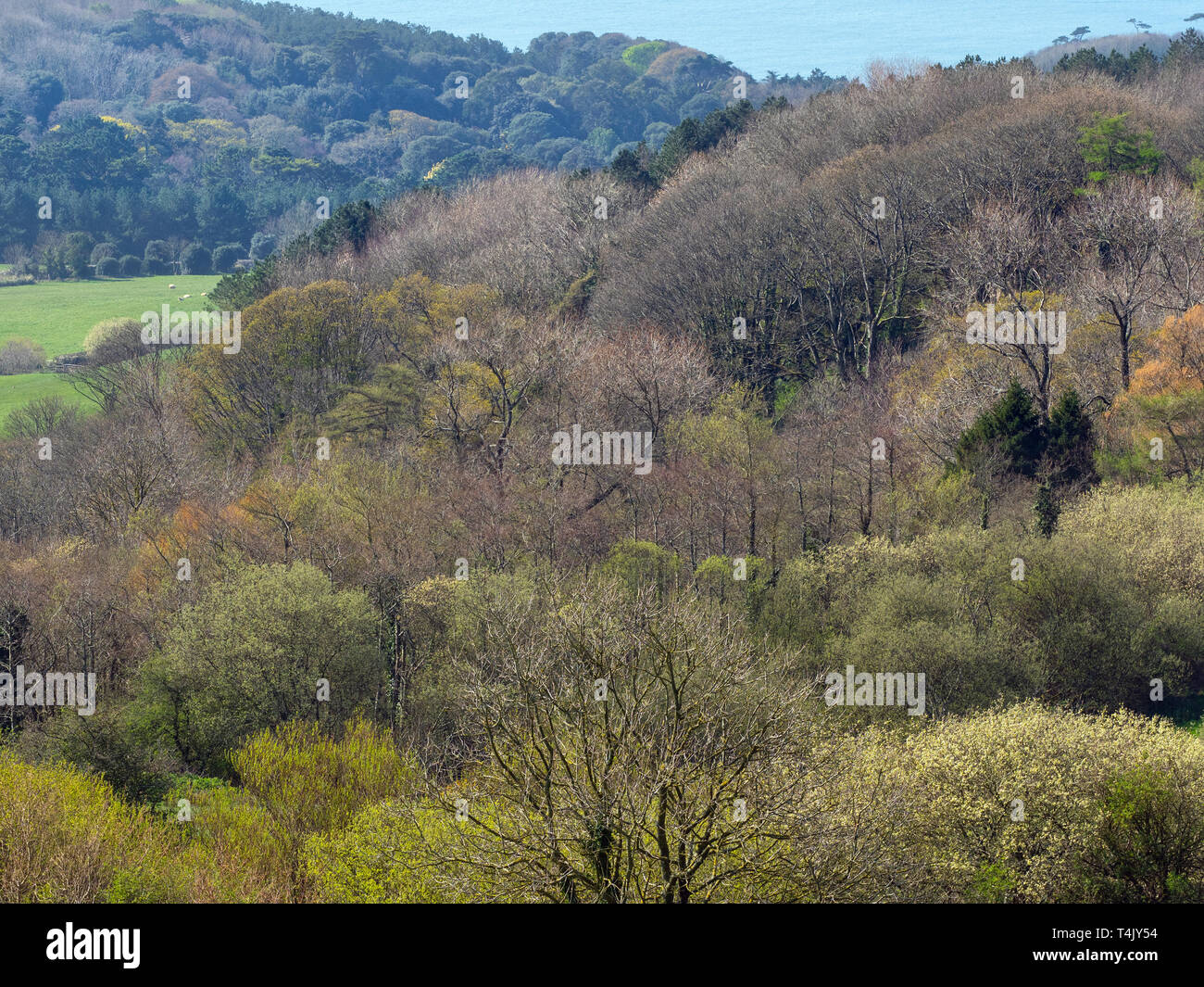Wald im Frühjahr Jurassic Coast Dorset Südengland Stockfoto