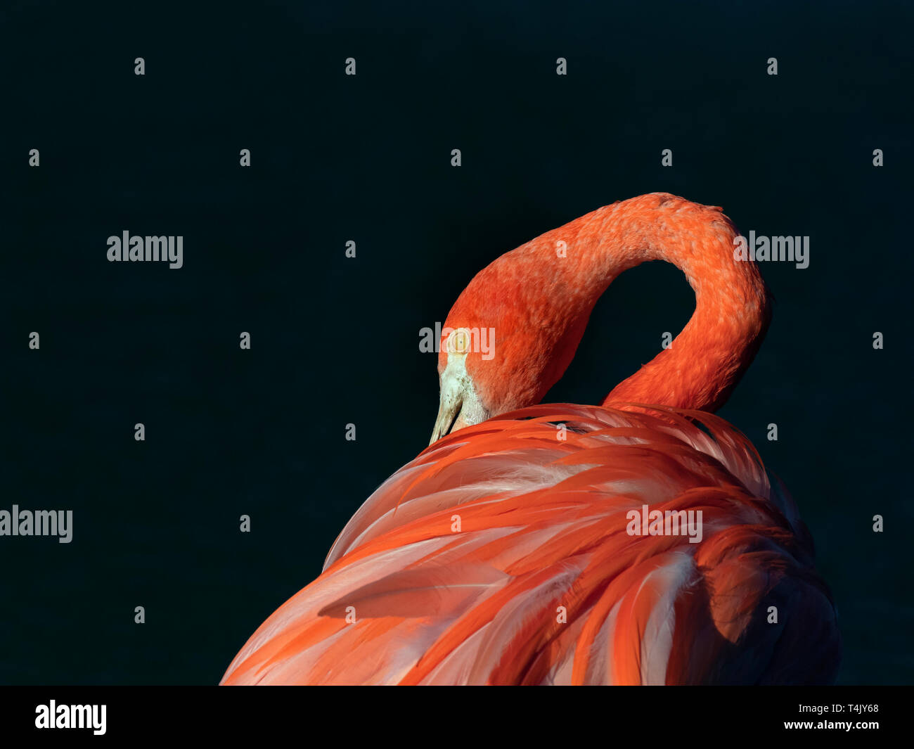 Amerikanische Flamingos Phoenicopterus ruber putzen Federn Captive Foto Stockfoto