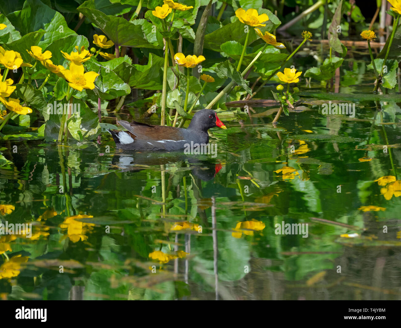 Sumpfhuhn Gallinula chloropus Fütterung im Fluss Stockfoto
