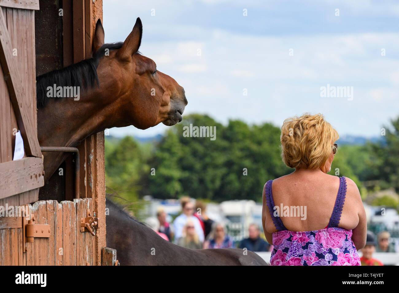 Nosy Pferd Wiehern & Blick auf stabile Tür (Pferderennen Teilnehmer) & Frau beobachten showground Ereignis - Tolle Yorkshire, England, UK. Stockfoto