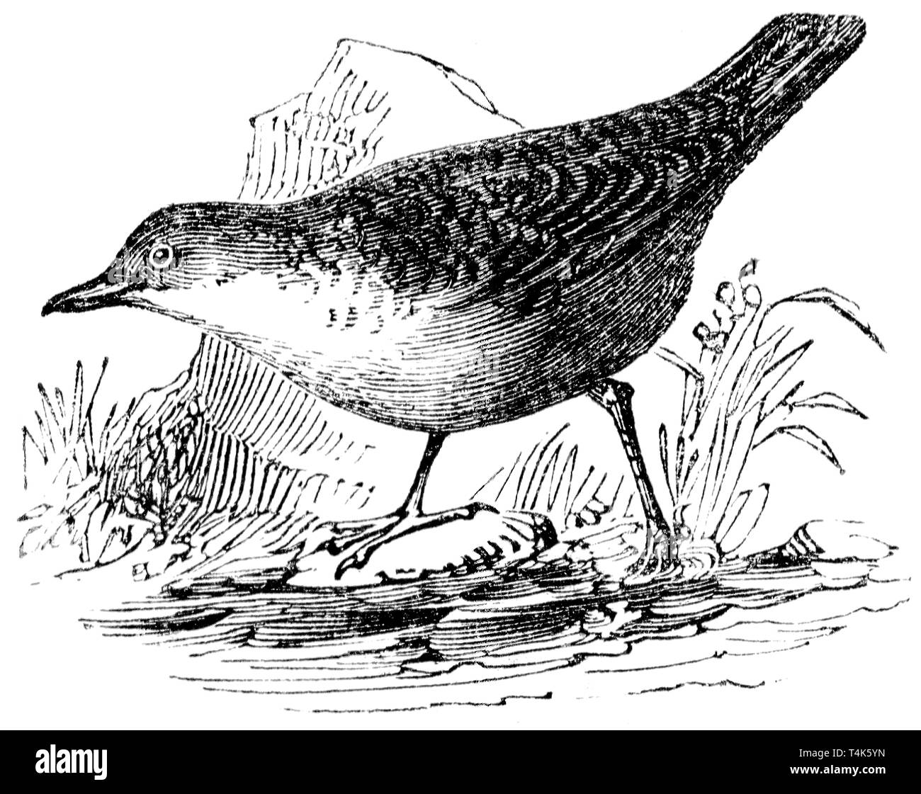 Holz graviert Illustration, von der "Schatzkammer der Natur" von Samuel Maunder, veröffentlicht 1848 Stockfoto