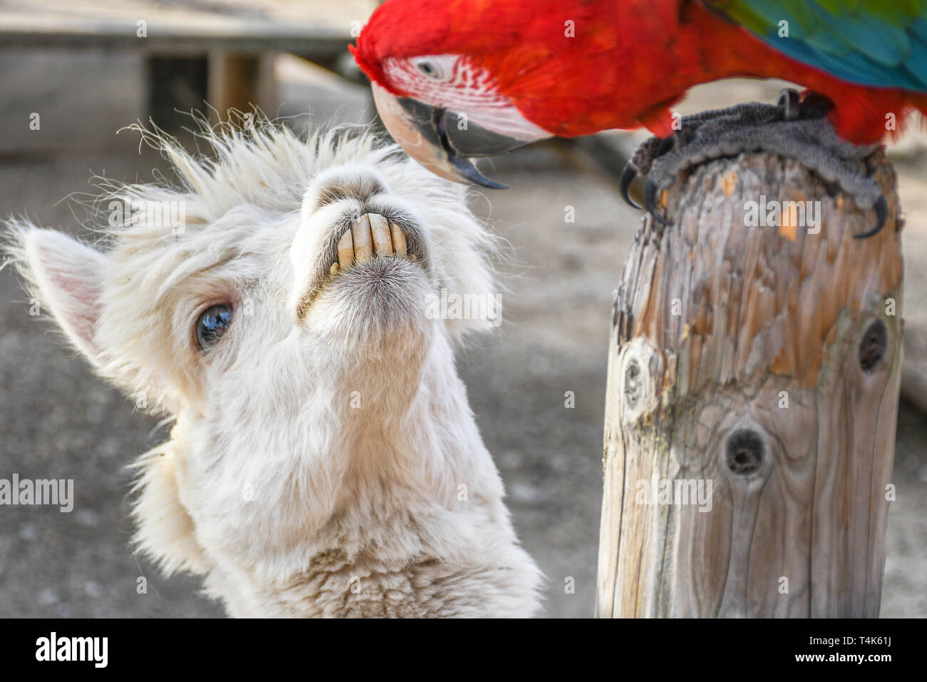 Adorable lächelnd komisch aussehende weiße Lama mit großen vorderen Zähne am grünen Flügel hellrote Ara Kopf starrte Schießen zu Kopf Stockfoto