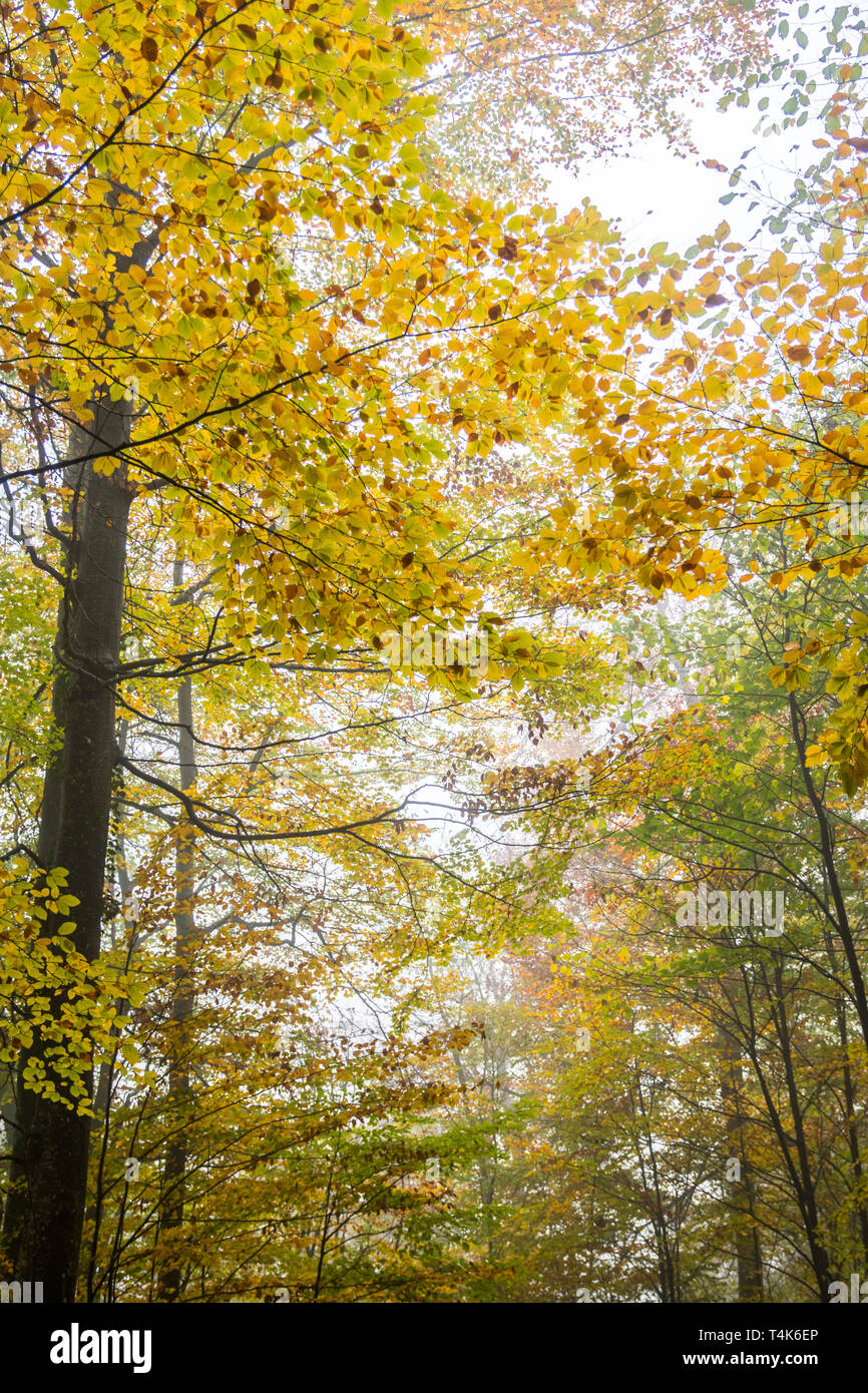 Wald Laub, hohen Bäumen, nebligen Wald, Dunst, Nebel, Herbst Farben, Isolation Konzept, isolierten Konzept, mitten in der Natur, Deutschland Stockfoto